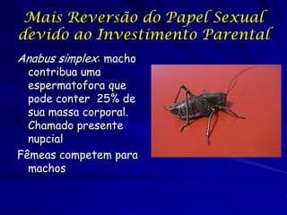 Mais Reversão do Papel Sexual
devido ao Investimento Parental
Anabus simplex: macho
  contribua uma
  espermatofora que
  pode conter 25% de
  sua massa corporal.
  Chamado presente
  nupcial
Fêmeas competem para
  machos
 