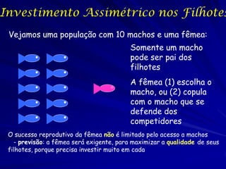 Investimento Assimétrico nos Filhotes
 Vejamos uma população com 10 machos e uma fêmea:
                                          Somente um macho
                                          pode ser pai dos
                                          filhotes
                                          A fêmea (1) escolha o
                                          macho, ou (2) copula
                                          com o macho que se
                                          defende dos
                                          competidores
 O sucesso reprodutivo da fêmea não é limitado pelo acesso a machos
   - previsão: a fêmea será exigente, para maximizar a qualidade de seus
 filhotes, porque precisa investir muito em cada
 