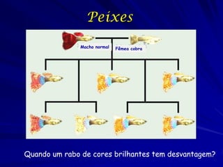 Peixes
              Macho normal   Fêmea cobra




Quando um rabo de cores brilhantes tem desvantagem?
 
