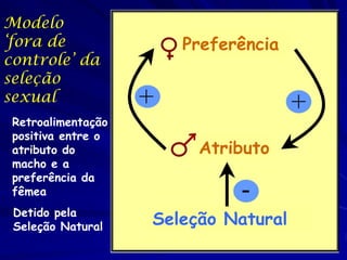 Modelo
‘fora de               Preferência
controle’ da
seleção
sexual
 Retroalimentação
 positiva entre o
 atributo do             Atributo
 macho e a
 preferência da
 fêmea
 Detido pela
 Seleção Natural    Seleção Natural
 
