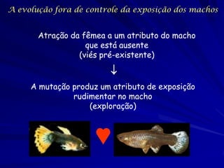 A evolução fora de controle da exposição dos machos


       Atração da fêmea a um atributo do macho
                   que está ausente
                 (viés pré-existente)

                        
     A mutação produz um atributo de exposição
               rudimentar no macho
                   (exploração)
 