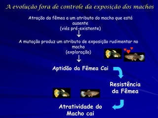 A evolução fora de controle da exposição dos machos

        Atração da fêmea a um atributo do macho que está
                             ausente
                      (viés pré-existente)
                              
    A mutação produz um atributo de exposição rudimentar no
                            macho
                         (exploração)
                              
                   Aptidão da Fêmea Cai


                                             Resistência
                                              da Fêmea

                      Atratividade do
                        Macho cai
 