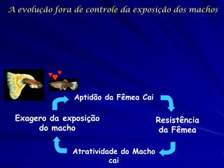 A evolução fora de controle da exposição dos machos




                Aptidão da Fêmea Cai

 Exagero da exposição                  Resistência
      do macho                          da Fêmea

               Atratividade do Macho
                         cai
 