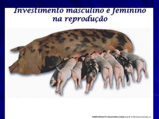 Investimento masculino e feminino
         na reprodução
 