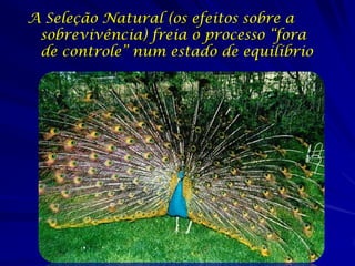 A Seleção Natural (os efeitos sobre a
 sobrevivência) freia o processo “fora
 de controle” num estado de equilíbrio
 