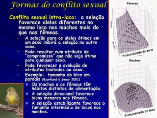 Formas do conflito sexual                      Fêmeas



Conflito sexual intra-loco: a seleção
   favorece alelos diferentes no
   mesmo loco nos machos mais do
   que nas fêmeas.
   –   A seleção para os alelos ótimos em
       um sexo inibirá a seleção no outro
       sexo.
   –   Pode resultar num atributo de
       “compromisso” que não seja ótimo
       para qualquer sexo.                      Machos
   –   Pode favorecer a evolução de
       atributos limitados ao sexo.
   –   Exemplo: tamanho do bico em
       pardais (Bjorklund e Senar 2001)
          Os machos e as fêmeas têm
          hábitos distintos de alimentação.
          A seleção direcional favorece
          bicos menores nas fêmeas.
          A seleção estabilizante favorece o
          tamanho intermédio de bicos nos
          machos.
 