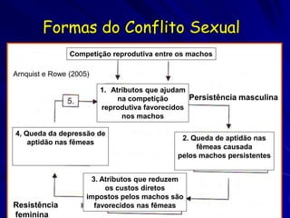Formas do Conflito Sexual
                Competição reprodutiva entre os machos

Arnquist e Rowe (2005)

                         1. Atributos que ajudam
                              na competição      Persistência masculina
                         reprodutiva favorecidos
                               nos machos

4, Queda da depressão de
                                              2. Queda de aptidão nas
    aptidão nas fêmeas
                                                  fêmeas causada
                                             pelos machos persistentes


                      3. Atributos que reduzem
                          os custos diretos
                     impostos pelos machos são
Resistência            favorecidos nas fêmeas
feminina
 