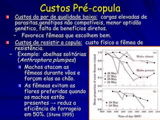 Custos Pré-copula
  Custos do par de qualidade baixa: cargas elevadas de
  parasitas,genótipos não compatíveis, menor aptidão
  genético, falta de benefícios diretos.
 – Favorece fêmeas que escolhem bem.
  Custos de resistir a copula: custo físico a fêmea de
  resistência.
– Exemplo: abelhas solitárias                     Female visitation

   (Anthrophora plumipes)
      Machos atacam as
      fêmeas durante vôos e
      forçam elas ao chão.
      As fêmeas evitam as
      flores preferidas quando                      Male visitation

      os machos estão
      presentes → reduz a
      eficiência de forrageio
      em 50%. (Stone 1995)
 