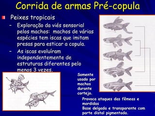 Corrida de armas Pré-copula
Peixes tropicais
–   Exploração da viés sensorial
    pelos machos: machos de várias
    espécies tem iscas que imitam
    presas para esticar a copula.
–   As iscas evoluíram
    independentemente de
    estruturas diferentes pelo
    menos 3 vezes.
                           Somente
                           usado por
                           machos
                           durante
                           cortejo.
                             Provoca ataques das fêmeas e
                             mordidas
                             Base delgada e transparente com
                             parte distal pigmentada.
 