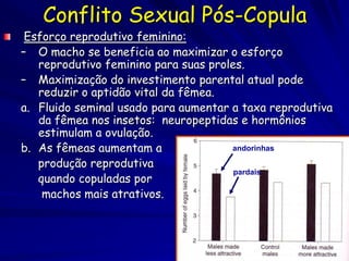 Conflito Sexual Pós-Copula
 Esforço reprodutivo feminino:
– O macho se beneficia ao maximizar o esforço
   reprodutivo feminino para suas proles.
– Maximização do investimento parental atual pode
   reduzir o aptidão vital da fêmea.
a. Fluido seminal usado para aumentar a taxa reprodutiva
   da fêmea nos insetos: neuropeptidas e hormônios
   estimulam a ovulação.
b. As fêmeas aumentam a               andorinhas

   produção reprodutiva
                                       pardais
   quando copuladas por
    machos mais atrativos.
 