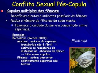 Conflito Sexual Pós-Copula
Copulas múltiplas das fêmeas:
–   Benefícios diretos e indiretos possíveis às fêmeas
–   Reduz o número de filhotes de cada macho.
      Favorece o cuidado do par e a competição entre
      espermas.
     Exemplos:
     Borboletas (Wedell 2001):
        Machos: maioria da esperma         Pieris napi
           transferida não é fértil →
           estimula os receptores de
           distensão no abdômen da fêmea
           → inibe novas copulas.
        Fêmeas: podem descartar
           seletivamente espermas não
           férteis.
 