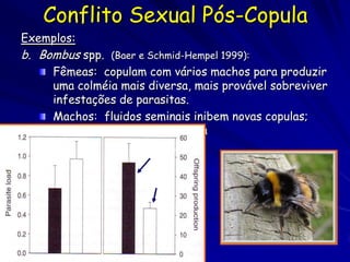 Conflito Sexual Pós-Copula
Exemplos:
b. Bombus spp.   (Baer e Schmid-Hempel 1999):
     Fêmeas: copulam com vários machos para produzir
     uma colméia mais diversa, mais provável sobreviver
     infestações de parasitas.
     Machos: fluidos seminais inibem novas copulas;
     produzem tampa de esperma
                     unrelated males




                         brothers
 