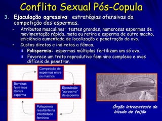 Conflito Sexual Pós-Copula
3. Ejaculação agressiva: estratégias ofensivas da
   competição dos espermas.
   –   Atributos masculinos: testes grandes, numerosas espermas de
       movimentação rápida, mata ou retira a esperma de outro macho,
       eficiência aumentada de localização e penetração do ovo.
   –   Custos diretos e indiretos a fêmea.
          Polispermia: espermas múltiplas fertilizam um só ovo.
          Favorece um trato reprodutivo feminino complexo e ovos
          difíceis de penetrar.
                Competição de
                espermas entre
                os machos

   Barreiras
   femininas                     Ejaculação
   Contra                        “agressiva”
   esperma                       de esperma


               Polispermia                      Órgão intrometeste do
               resultante na
               Infertilidade
                                                 bicudo de feijão
               feminina
 