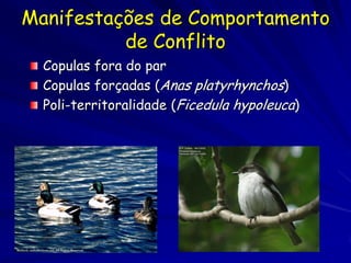 Manifestações de Comportamento
          de Conflito
  Copulas fora do par
  Copulas forçadas (Anas platyrhynchos)
  Poli-territoralidade (Ficedula hypoleuca)
 