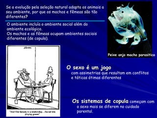 Se a evolução pela seleção natural adapta os animais a
seu ambiente, por que os machos e fêmeas são tão
diferentes?
O ambiente incluía o ambiente social além do
ambiente ecológico.
Os machos e as fêmeas ocupam ambientes sociais
diferentes (de copula).



                                                         Peixe anjo macho parasitico


                                 O sexo é um jogo
                                   com assimetrias que resultam em conflitos
                                   e táticas ótimas diferentes




                                    Os sistemas de copula começam com
                                       o sexo mais se diferem no cuidado
                                       parental.
 