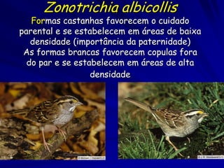 Zonotrichia albicollis
   Formas castanhas favorecem o cuidado
parental e se estabelecem em áreas de baixa
   densidade (importância da paternidade)
 As formas brancas favorecem copulas fora
  do par e se estabelecem em áreas de alta
                  densidade
 