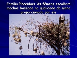 Família Ploceidae: As fêmeas escolham
machos baseada na qualidade do ninho
         proporcionado por ele
 