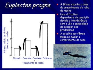 Euplectes progne                                         A fêmea escolha a base
                                                              do comprimento do rabo
                                                              do macho
                                                              Uma dificultor
                                                              dependente da condição
                                                              devido a interferência
                                                              com o vôo e capacidade
                                                              de escapar dos
Número médio de ninhos




                                                              predadores
  Novos por macho




                                                              A escolha por fêmea
                                                              muda ao mudar o
                                                              comprimento do rabo




                         Cortado Controle Controle Esticado
                                 Tratamento do Rabo
 