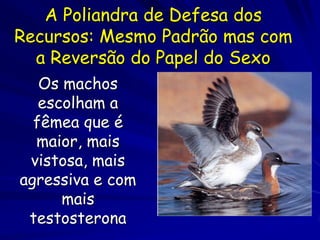 A Poliandra de Defesa dos
Recursos: Mesmo Padrão mas com
  a Reversão do Papel do Sexo
   Os machos
   escolham a
  fêmea que é
  maior, mais
 vistosa, mais
agressiva e com
      mais
 testosterona
 