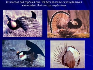 Os machos das espécies com lek têm plumas e exposições mais
            elaboradas: Centrocercus urophasianus
 