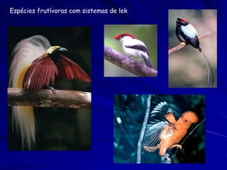 Espécies frutívoras com sistemas de lek
 