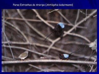 Pares Estranhos do Araripe (Antilophia bokermanni)
 