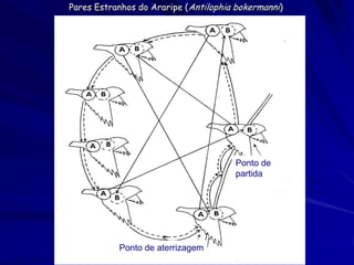 Pares Estranhos do Araripe (Antilophia bokermanni)




                                      Ponto de
                                      partida




           Ponto de aterrizagem
 