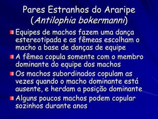 Pares Estranhos do Araripe
    (Antilophia bokermanni)
Equipes de machos fazem uma dança
estereotipada e as fêmeas escolham o
macho a base de danças de equipe
A fêmea copula somente com o membro
dominante do equipe dos machos
Os machos subordinados copulam as
vezes quando o macho dominante está
ausente, e herdam a posição dominante
Alguns poucos machos podem copular
sozinhos durante anos
 