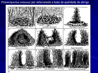Ptilonorhynchus violaceus: par selecionado a base da qualidade do abrigo
 