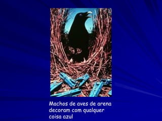 Machos de aves de arena
decoram com qualquer
coisa azul
 