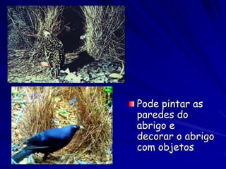 Pode pintar as
paredes do
abrigo e
decorar o abrigo
com objetos
 