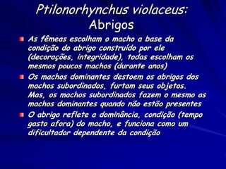 Ptilonorhynchus violaceus:
               Abrigos
As fêmeas escolham o macho a base da
condição do abrigo construído por ele
(decorações, integridade), todas escolham os
mesmos poucos machos (durante anos)
Os machos dominantes destoem os abrigos dos
machos subordinados, furtam seus objetos.
Mas, os machos subordinados fazem o mesmo as
machos dominantes quando não estão presentes
O abrigo reflete a dominância, condição (tempo
gasto afora) do macho, e funciona como um
dificultador dependente da condição
 