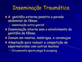 Inseminação Traumática
A genitália externa penetra a parede
abdominal da fêmea
– inseminação extra-genital
Inseminação interna sem o envolvimento da
genitália da fêmea
Comum em insetos, lombrigas, e caramujos
Adaptação para reduzir a competição de
espermatoides com outros machos
– Circumvents sperm plugs & scooping
 