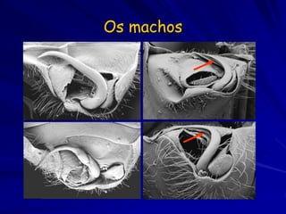 Os machos
 