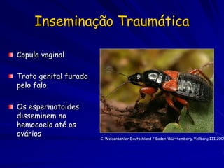 Inseminação Traumática

Copula vaginal

Trato genital furado
pelo falo

Os espermatoides
disseminem no
hemocoelo até os
ovários
                       C. Weisenböhler Deutschland / Baden-Württemberg, Vellberg III.2005
 