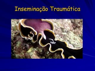 Inseminação Traumática
 