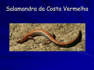 Salamandra da Costa Vermelha
 