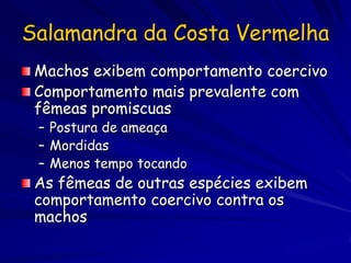 Salamandra da Costa Vermelha
 Machos exibem comportamento coercivo
 Comportamento mais prevalente com
 fêmeas promiscuas
 – Postura de ameaça
 – Mordidas
 – Menos tempo tocando
 As fêmeas de outras espécies exibem
 comportamento coercivo contra os
 machos
 