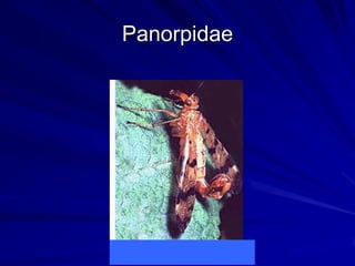 Panorpidae
 