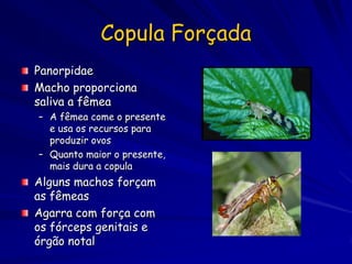 Copula Forçada
Panorpidae
Macho proporciona
saliva a fêmea
– A fêmea come o presente
  e usa os recursos para
  produzir ovos
– Quanto maior o presente,
  mais dura a copula
Alguns machos forçam
as fêmeas
Agarra com força com
os fórceps genitais e
órgão notal
 