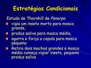 Estratégias Condicionais
Estudo de Thornhill de Panorpa
  vigia um inseto morto para mosca
  grande,
  produz saliva para mosca média,
  agarra e força a copula para mosca
  pequena
  Retira dois machos grandes e mosca
  média começa vigiar inseto, pequeno
  produz saliva
 