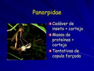 Panorpidae
      Cadáver de
      inseto + cortejo
      Massa de
      proteínas +
      cortejo
      Tentativas de
      copula forçada
 