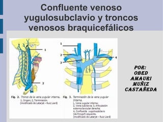 Confluente venoso
yugulosubclavio y troncos
venosos braquicefálicos
Por:
obed
AmAuri
muñiz
cAstAñedA
 