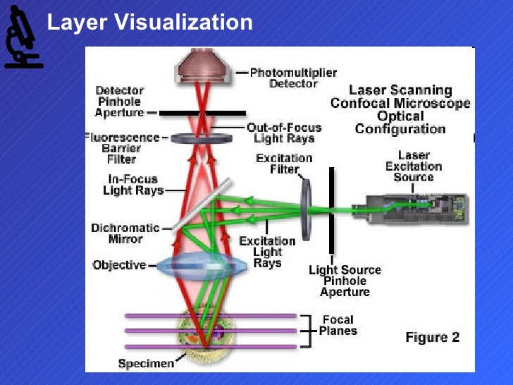 Confocal Microscopy Slideshow