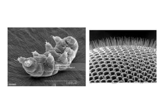 Confocal and electron microscopy.pptx