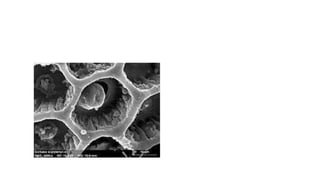 Confocal and electron microscopy.pptx