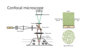 Confocal microscope
 
