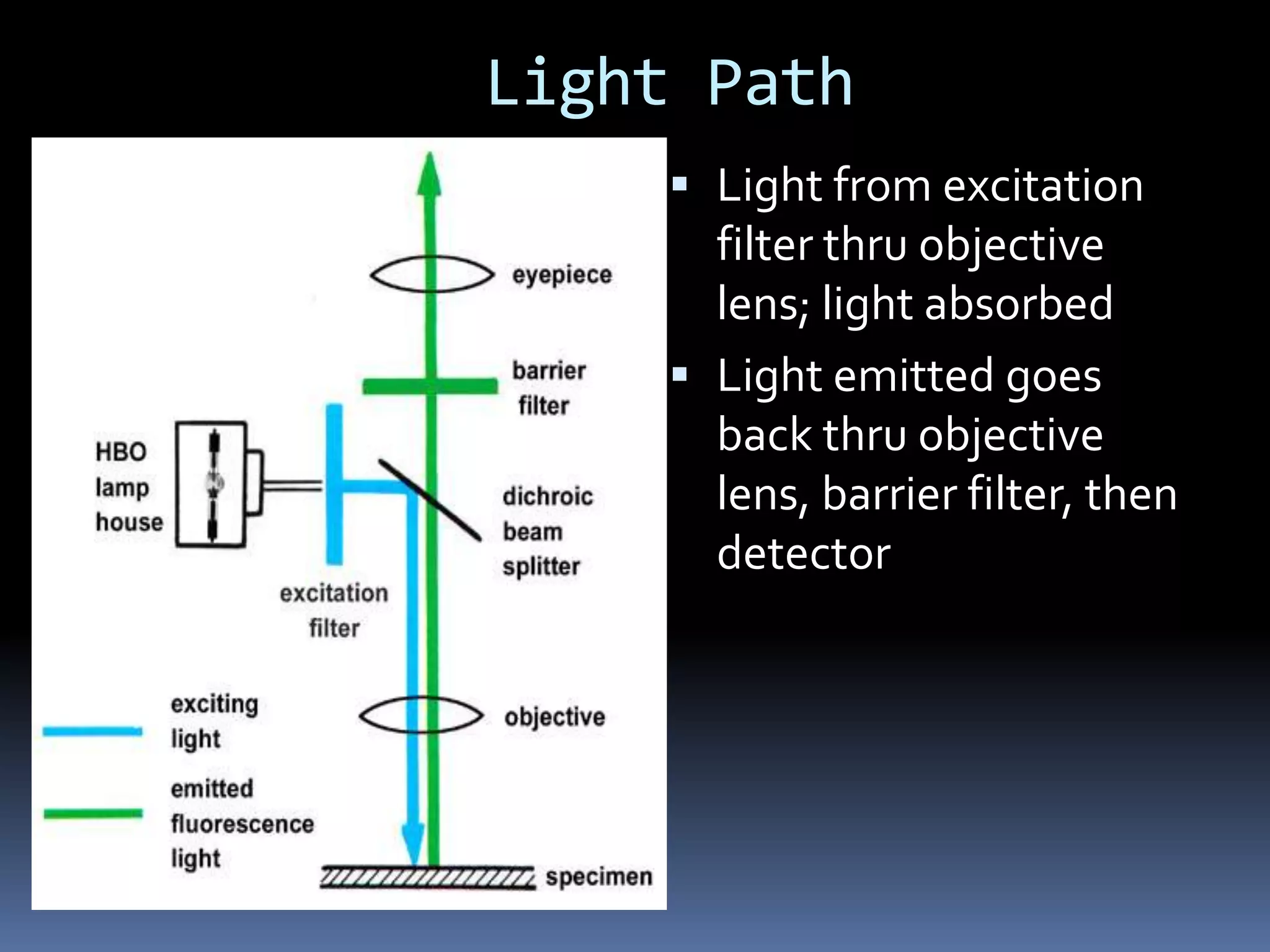 Light Path
     Light from excitation
      filter thru objective
      lens; light absorbed
     Light emitted goes
      back thru objective
      lens, barrier filter, then
      detector
 