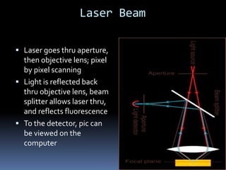 Laser Beam

 Laser goes thru aperture,
  then objective lens; pixel
  by pixel scanning
 Light is reflected back
  thru objective lens, beam
  splitter allows laser thru,
  and reflects fluorescence
 To the detector, pic can
  be viewed on the
  computer
 
