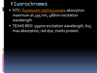 Fluorochromes
 FITC: fluorescein isothiocyanate absorption
  maximum at 495 nm, 488nm excitation
  wavelength
 TEXAS RED: 595nm excitation wavelength, 615
  max absorption, red dye, marks protein.
 